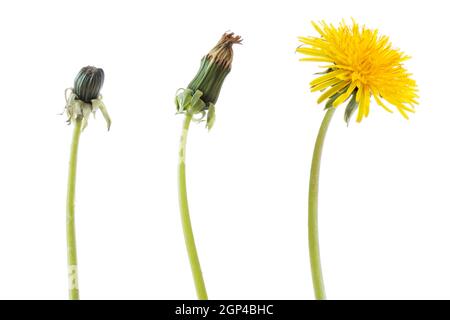 Pissenlit fleur en trois phases (stades) de l'élaboration,isolé sur fond blanc Banque D'Images