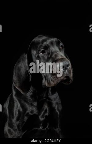 Grand chien de chien décane chiot gros plan portrait sur fond noir en studio Banque D'Images