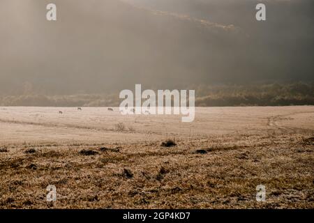 Réserve d'animaux, tôt le matin. Le troupeau de vaches brunes se greffe dans la prairie à l'aube. Aube sur un pâturage dans le brouillard, dans les rayons du soleil. Concept - anim Banque D'Images