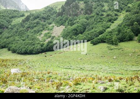 Réserve d'animaux, tôt le matin. Le troupeau de vaches brunes se greffe dans la prairie à l'aube. Aube sur un pâturage dans le brouillard, dans les rayons du soleil. Concept - anim Banque D'Images