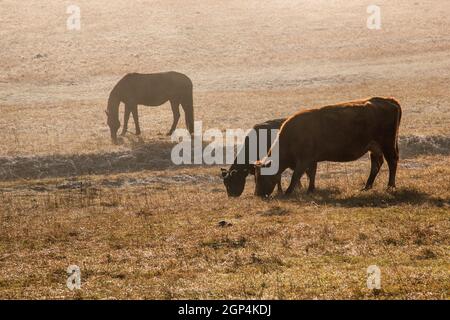 Réserve d'animaux, tôt le matin. Le troupeau de vaches brunes se greffe dans la prairie à l'aube. Aube sur un pâturage dans le brouillard, dans les rayons du soleil. Concept - anim Banque D'Images
