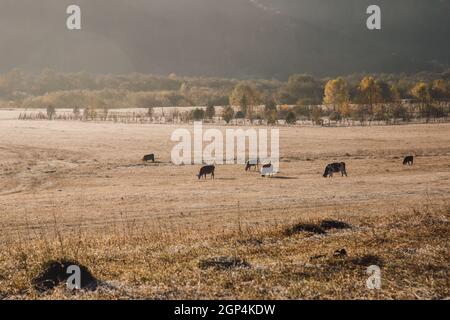 Réserve d'animaux, tôt le matin. Le troupeau de vaches brunes se greffe dans la prairie à l'aube. Aube sur un pâturage dans le brouillard, dans les rayons du soleil. Concept - anim Banque D'Images