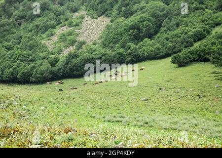 Réserve d'animaux, tôt le matin. Le troupeau de vaches brunes se greffe dans la prairie à l'aube. Aube sur un pâturage dans le brouillard, dans les rayons du soleil. Concept - anim Banque D'Images