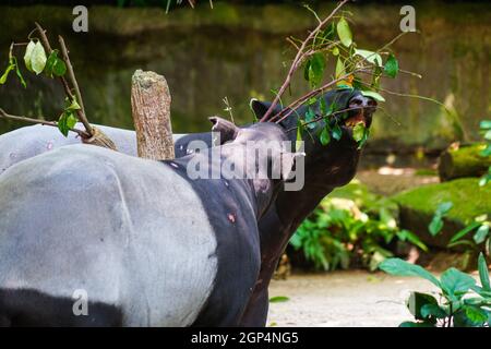 De l'image de l'herbe de manger de tapir sauvage. Lieu de tournage : Singapour Banque D'Images