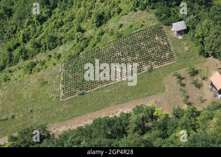 Des rangées vertes de vigne sous le soleil dans la région viticole de Plesivica, en Croatie Banque D'Images