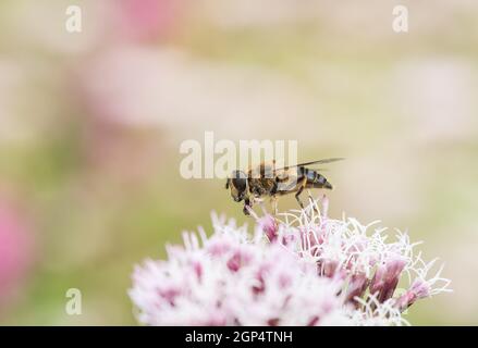 Forage de dronefly conique (Eristalis pertinax) Banque D'Images