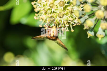 Hornet Hoverfly (Volucella zonaria) se nourrissant d'Ivy Banque D'Images