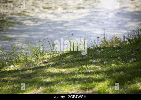Herbe verte poussant le long d'une rive de lac trouble Banque D'Images