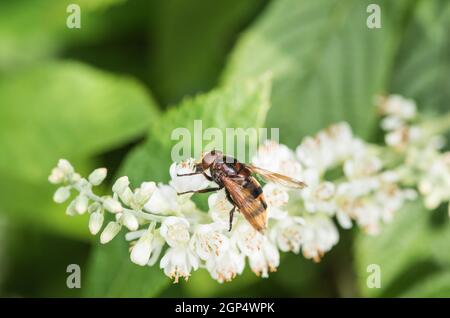 Hornet Hoverfly (Volucella zonaria) se nourrissant Banque D'Images