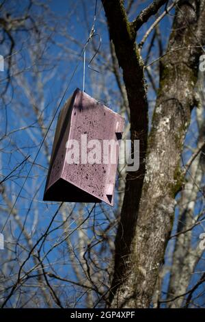 Piège dans un frêne pour attraper des coléoptères Banque D'Images