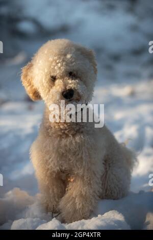 Le coolon miniature abricot est installé dans la neige au coucher du soleil, en regardant dans l'appareil photo Banque D'Images