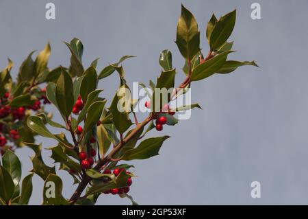 Feuillage européen de houx Ilex aquifolium avec baies. Pyrénées. Huesca. Aragon. Espagne. Banque D'Images