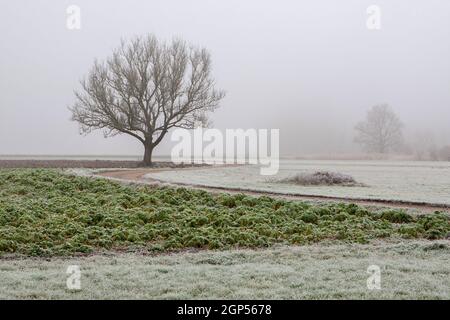 Winterlandschaft Wiese mit Baum Banque D'Images