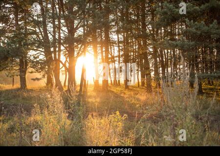 les rayons du soleil pénètrent à travers les troncs de pins. Lever de soleil doré dans le parc national. Perspective aérienne des sapins Banque D'Images