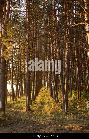 les rayons du soleil pénètrent à travers les troncs de pins. Lever de soleil doré dans le parc national. Perspective aérienne des sapins Banque D'Images