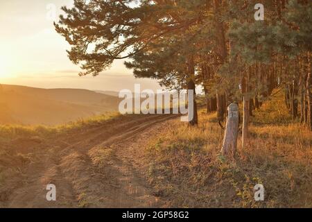 les rayons du soleil pénètrent à travers les troncs de pins. Lever de soleil doré dans le parc national. Perspective aérienne des sapins Banque D'Images