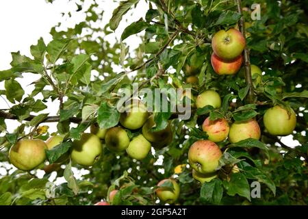 Pomme en gros plan ( Malus domestica) Banque D'Images