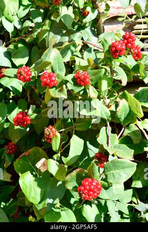 Baies de chèvrefeuille (Lonicera Periclymenum) Banque D'Images