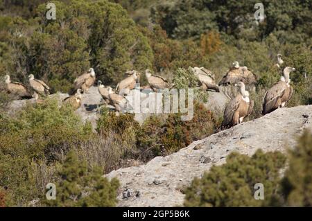 Griffon vautours Gyps fulvus dans le Parc naturel des montagnes et des Canyons de Guara. Huesca. Aragon. Espagne. Banque D'Images