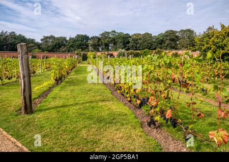 Les vignes poussent dans le jardin clos de Holkham Hall, dans le nord du Norfolk. Banque D'Images
