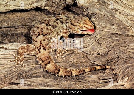 A bibron gecko (Pachydactylus bibronii) camouflé sur l'écorce des arbres, Afrique du Sud Banque D'Images