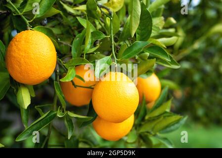 Oranges mûres accrochées entre les feuilles sur les branches des arbres d'un citrus bosquet biologique, en hiver. Agriculture traditionnelle. Banque D'Images