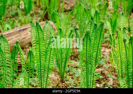 Feuilles de fougères fraîches vertes pour l'arrière-plan. Jeunes pousses de plante. La brousse de Fern dans les hautes terres. Espace libre pour le texte. Concept - contexte de la conception. Banque D'Images