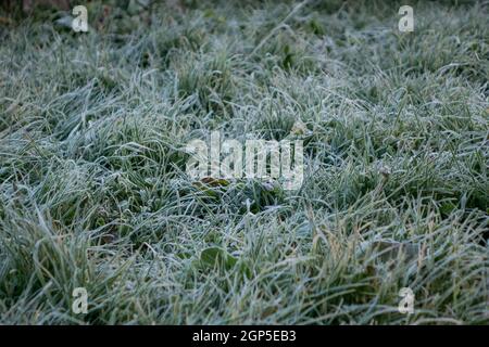 Arrière-plan de l'herbe verte recouverte de givre. Premières gelées avant l'hiver. Tapis gazon tôt le matin. Concept - contexte de la conception. Banque D'Images