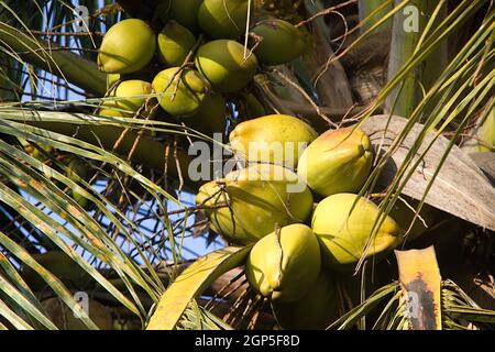 Vue rapprochée des petits pains de noix de coco sur le dessus de arbre Banque D'Images