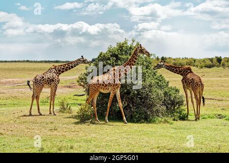 Classe : Ordre Mammalia : Famille Artiodactyla : Genre Giraffidae : Giraffa espèce : Giraffa camelopardalis tippelskirchii Banque D'Images