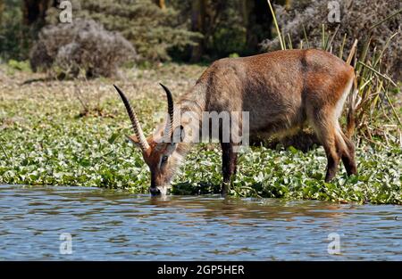 Classe : Ordre Mammalia : Famille Artiodactyla : Genre Bovidae : Espèces de Kobus : Kobus defassa Banque D'Images