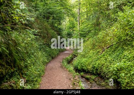 Sentier de randonnée et ruisseau dans le Drachenschlucht, gorge du Dragon près d'Eisenach, Thuringe Banque D'Images