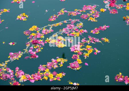 Fleurs pétales colorés, des offres, des fleurs et de guirlandes, flottant dans le lac Pushkar, Rajasthan, India Banque D'Images