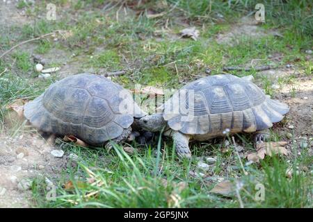 Les deux tortues se regardèrent dans le parc Banque D'Images