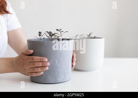 Croissance des plantes.Semis. Arrosage semis vert Agriculture Banque D'Images