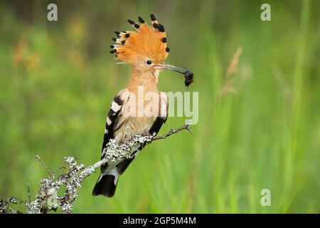 Le hoopé eurasien, les éppes d'upupa, regardant sur le Bush au printemps nature. Animal avec écusson orange et noir tenant un insecte dans un bec avec fond vert. Oiseau Banque D'Images