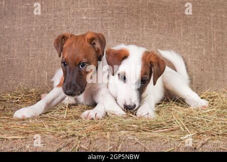 Deux petits chiots de race renard-terrier à poil lisse d'un blanc la couleur avec des taches rouges repose sur une superposition recouverte de foin Banque D'Images