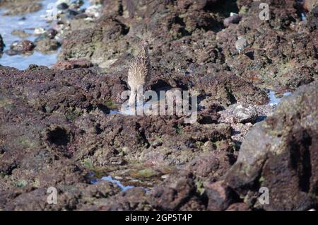 Whimbourin Numenius phaeopus recherche de proies. Arinaga. Aguimes. Grande Canarie. Îles Canaries. Espagne. Banque D'Images