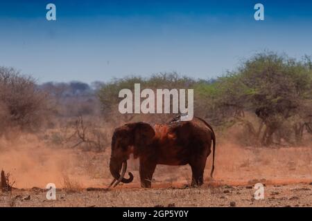 Un éléphant jouant avec la poussière Banque D'Images