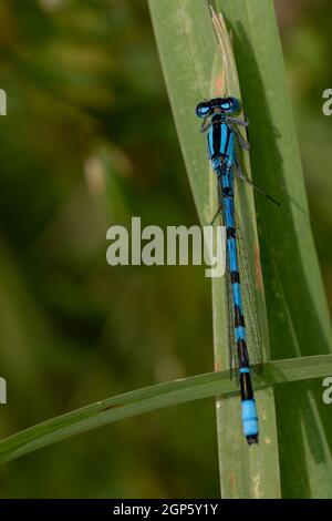 Damselfly bleu commun mâle (Enallagma cyathigerum) Banque D'Images
