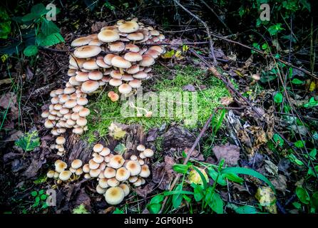 Petits champignons et mousse dans la nature. Banque D'Images