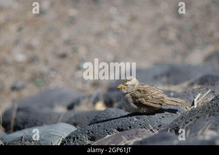 Jeune Bruant espagnol Passer hispaniolensis dans Arinaga. Aguimes. Grande Canarie. Îles Canaries. Espagne. Banque D'Images