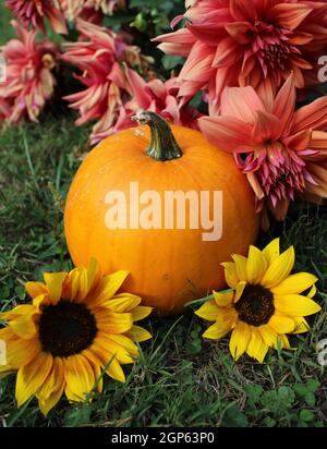 Récolte d'automne de citrouille avec des tournesols et des fleurs roses. Banque D'Images