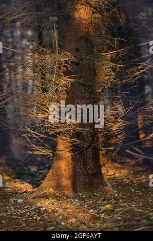 Forêt divine dense d'automne sombre. Majestueuse forêt d'automne dense et sombre. Étrange forêt sombre brumeuse. Banque D'Images