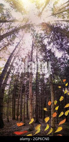 Photo panoramique d'une forêt divine dense d'automne sombre. Automne automne occulture bois sauvages bannière verticale arrière-plan Banque D'Images