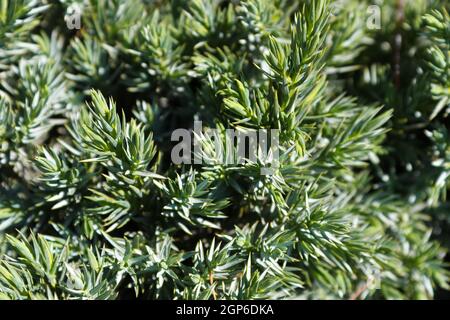 Feuillage dense de pointes de branches sur un Juniper Blue Star. Banque D'Images