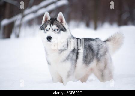 Chien moelleux gris-blanc à yeux bleus de la race Husky de Sibérie hiver sur la neige en plein air Banque D'Images