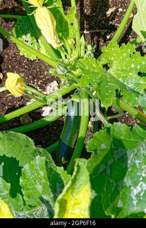 Gros plan sur le mûrissement de courge zuchinni sur la plante - jardin potager biologique Banque D'Images