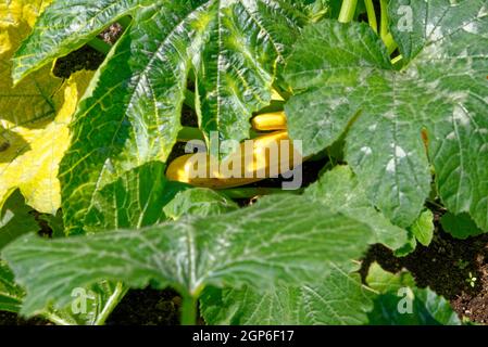 Gros plan sur le mûrissement de courge zuchinni sur la plante - jardin potager biologique Banque D'Images