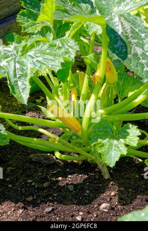 Gros plan sur le mûrissement de courge zuchinni sur la plante - jardin potager biologique Banque D'Images